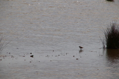 Charadrius alexandrinus alexandrinus