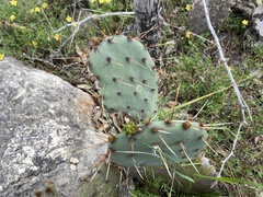 Opuntia dulcis