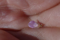 Indigofera glomerata