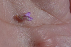 Indigofera glomerata