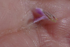 Indigofera glomerata