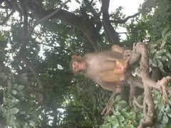 Macaca mulatta