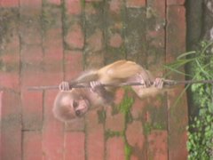 Macaca mulatta