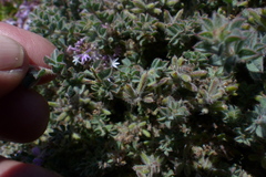 Indigofera glomerata