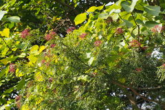 Zanthoxylum schinifolium