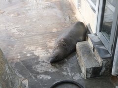 Arctocephalus pusillus pusillus