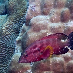 Epinephelidae