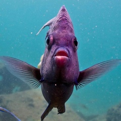 Epinephelidae