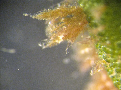 Representative image of Colaconematales