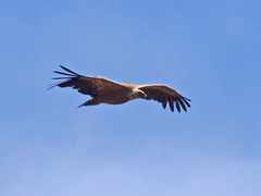 Gyps fulvus