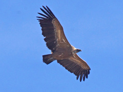 Gyps fulvus