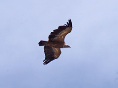 Gyps fulvus