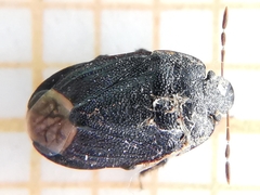 Ochetostethus