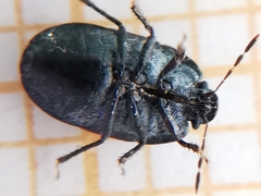 Ochetostethus