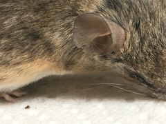 Peromyscus eremicus