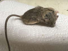 Peromyscus eremicus