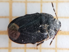 Ochetostethus