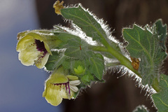 Hyoscyamus albus