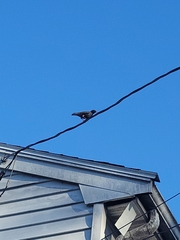 Sturnus vulgaris