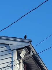 Sturnus vulgaris