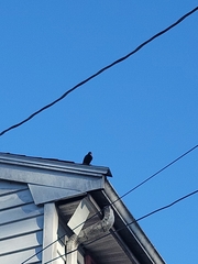 Sturnus vulgaris