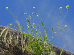 Diplotaxis catholica