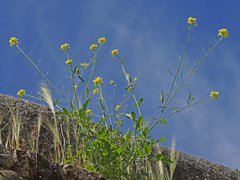 Diplotaxis catholica