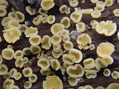 Arachnopeziza trabinelloides