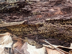 Arachnopeziza trabinelloides