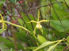 Epidendrum lacustre