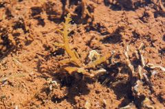 Cystoseira compressa