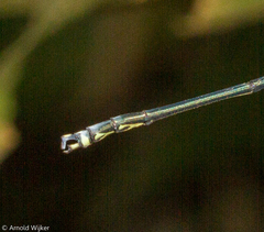 Mecistogaster amalia