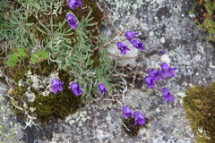 Campanula bellidifolia besenginica