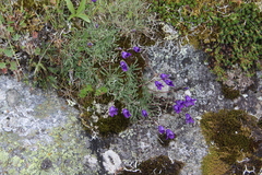 Campanula bellidifolia besenginica