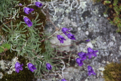 Campanula bellidifolia besenginica