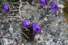 Campanula bellidifolia besenginica