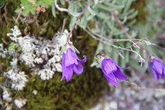 Campanula bellidifolia besenginica