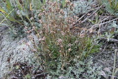 Campanula bellidifolia besenginica