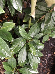 Wilsonomyces carpophilus