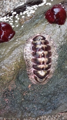 Chitonidae