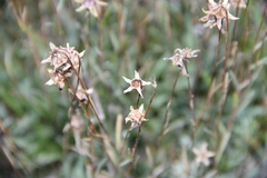 Campanula bellidifolia besenginica