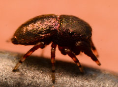 Sassacus cyaneus