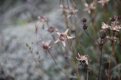 Campanula bellidifolia besenginica