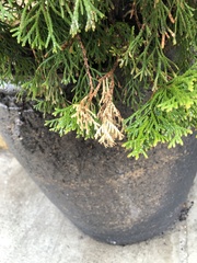 Pestalotiopsis funerea