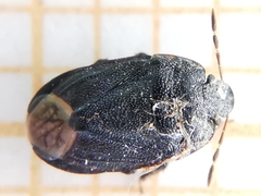 Ochetostethus