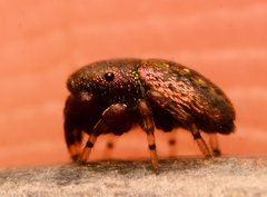 Sassacus cyaneus