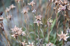 Campanula bellidifolia besenginica