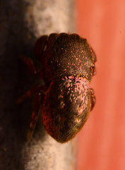 Sassacus cyaneus