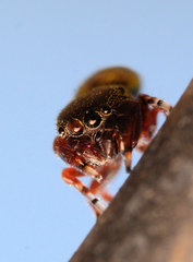 Sassacus cyaneus