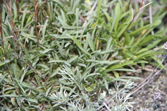Campanula bellidifolia besenginica